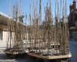 马德里的工业发展:El Matadero |