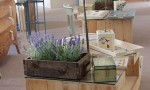 Casa Decor |图片由Nicole Jewell提供