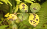 害虫综合防治指南