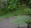 百里香是耐旱的地被植物-瑞克·阿特金森