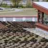 植被屋顶|贷方:Buildipedia