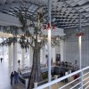 加州科学院学院|信用：蒂姆格里菲斯