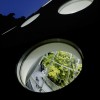 加州科学院学院|信用：蒂姆格里菲斯